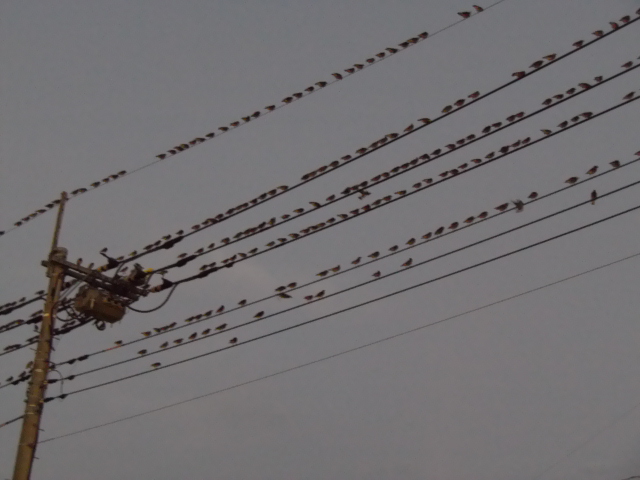 No.12961-1 地震雲