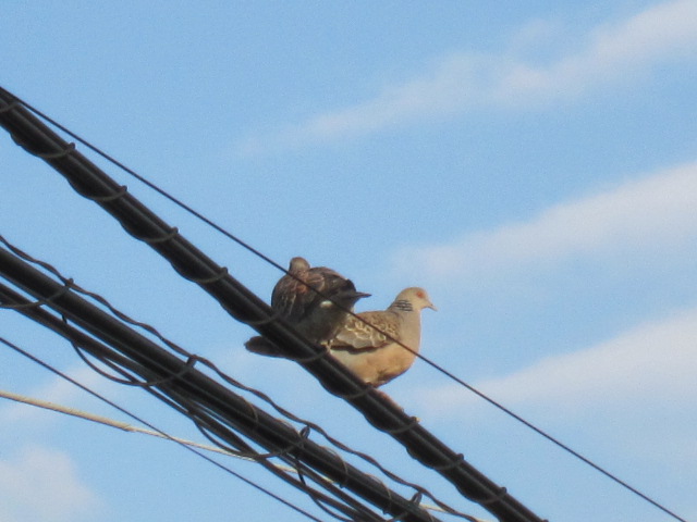 No.13932-1 地震雲