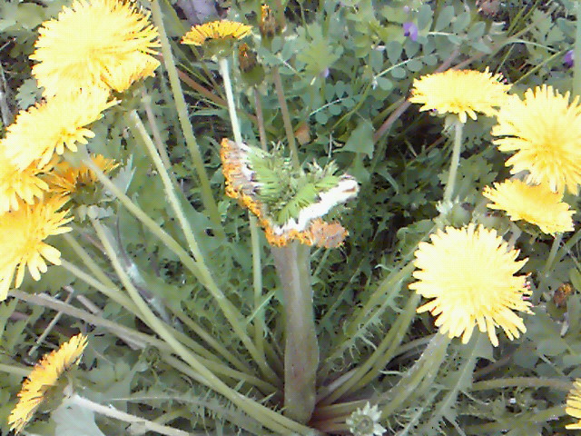 No.17660-1 地震雲