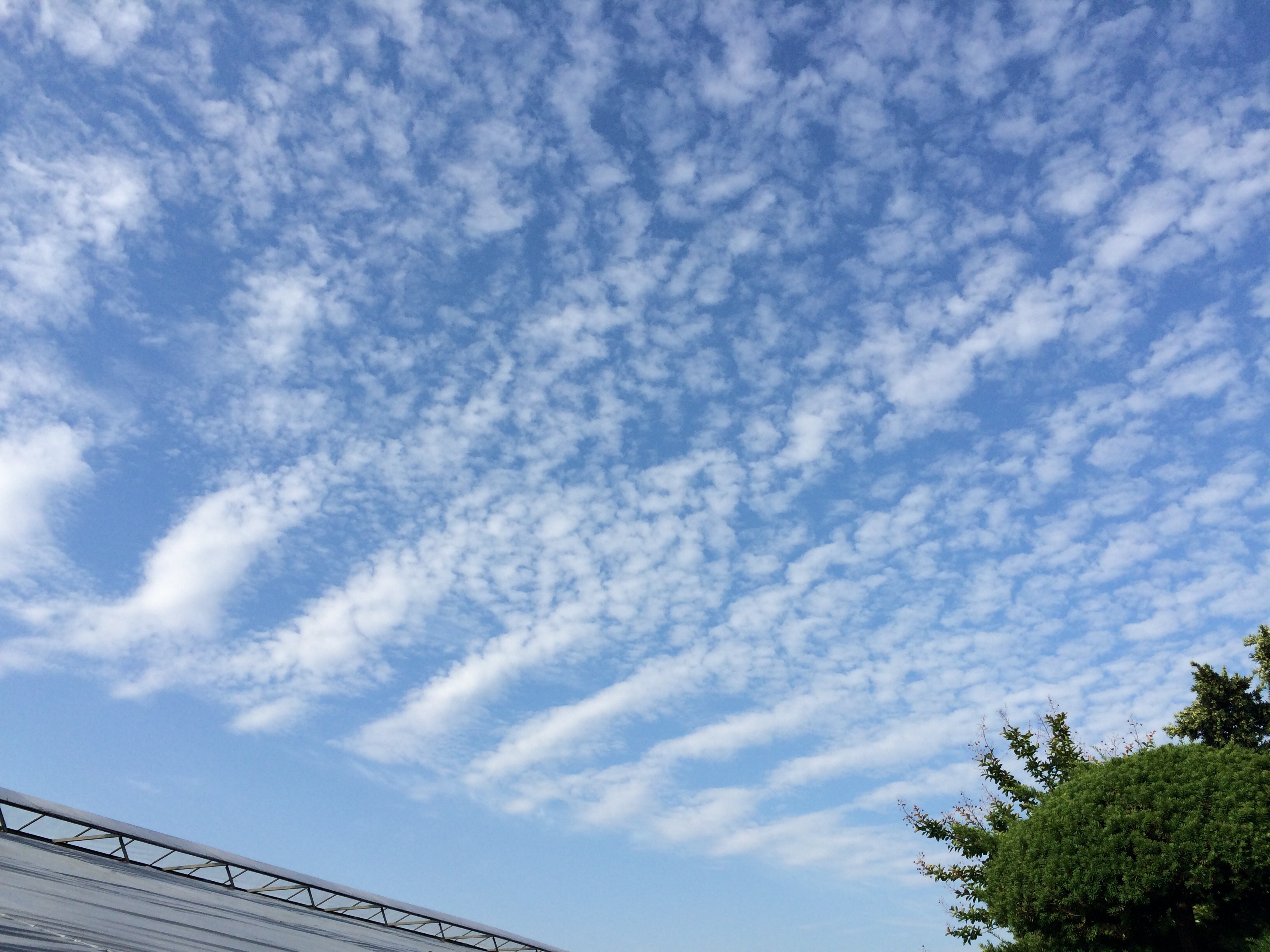 No.23879-1 地震雲