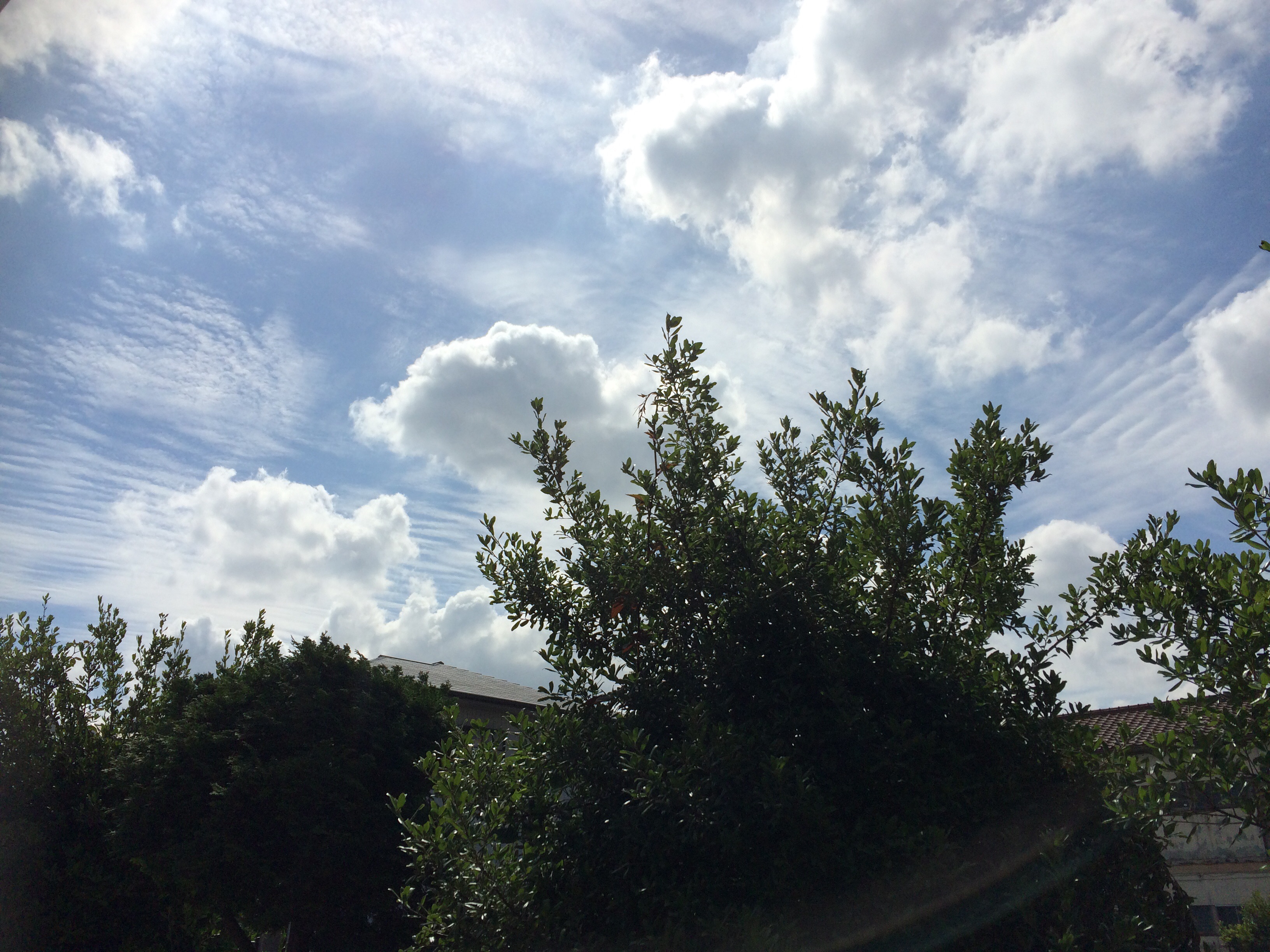 No.23954-1 地震雲