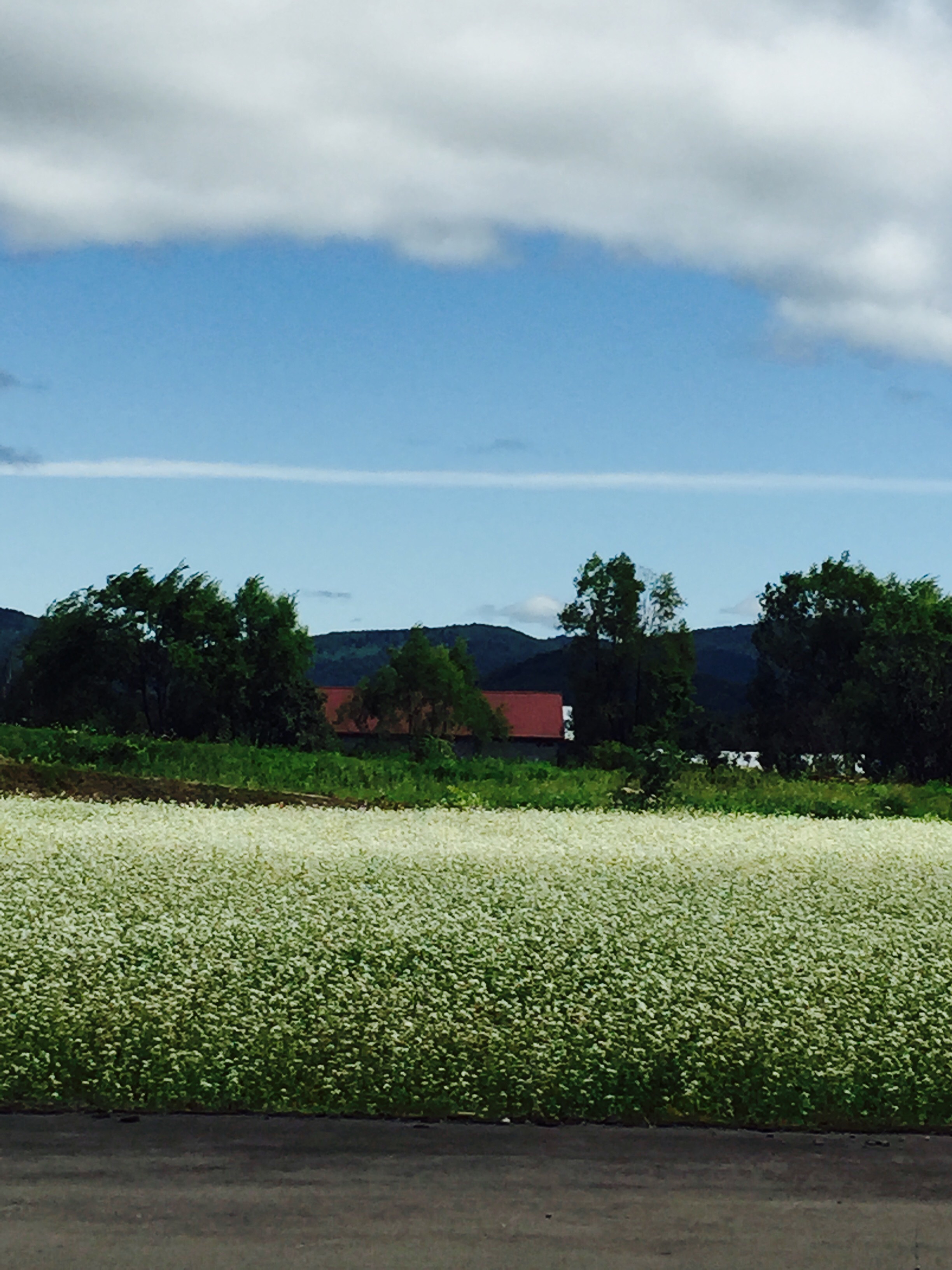 No.25986-1 地震雲