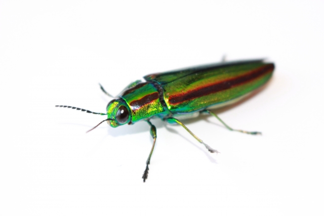 No.26882-1 地震雲