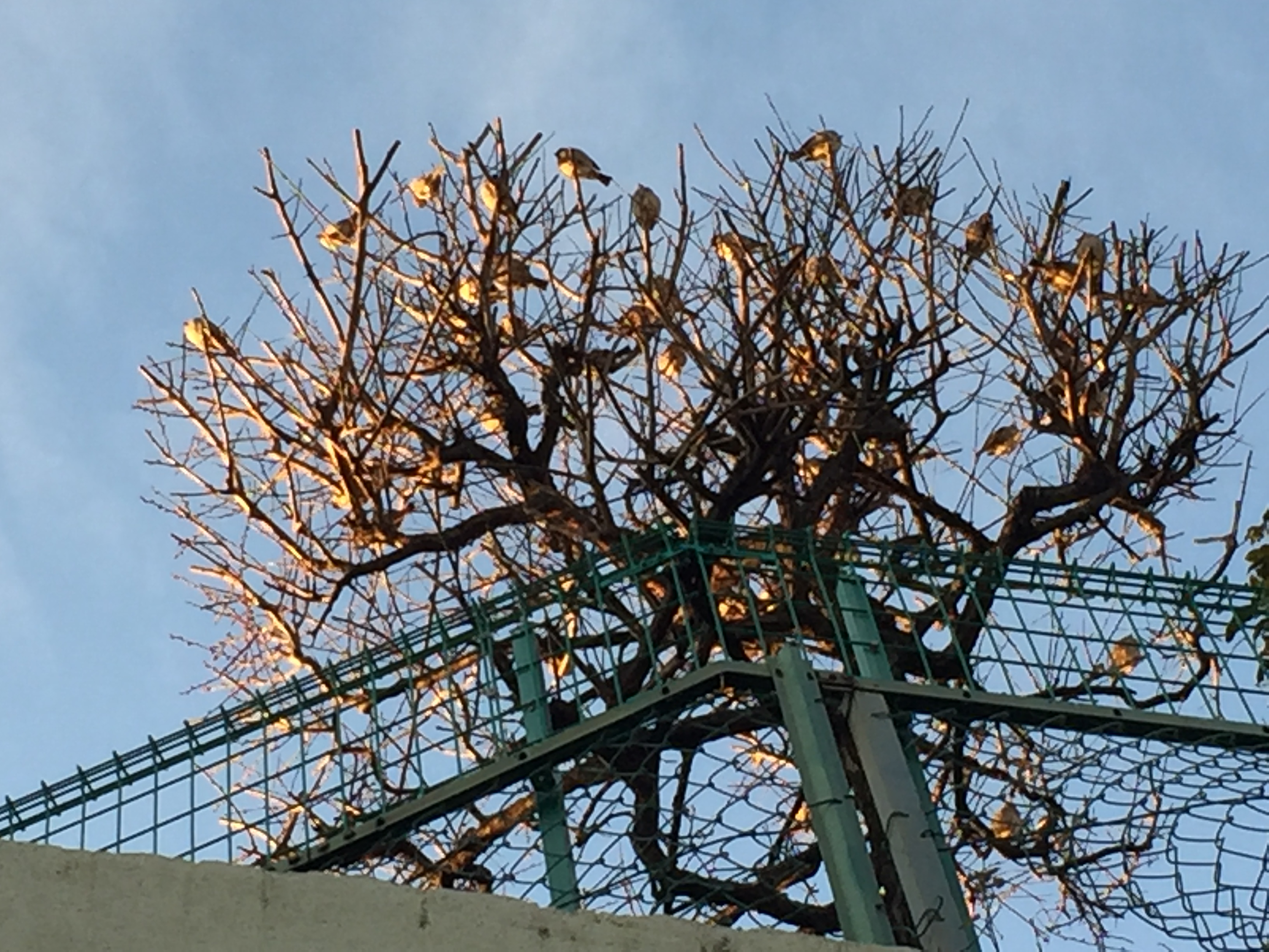 No.28468-1 地震雲