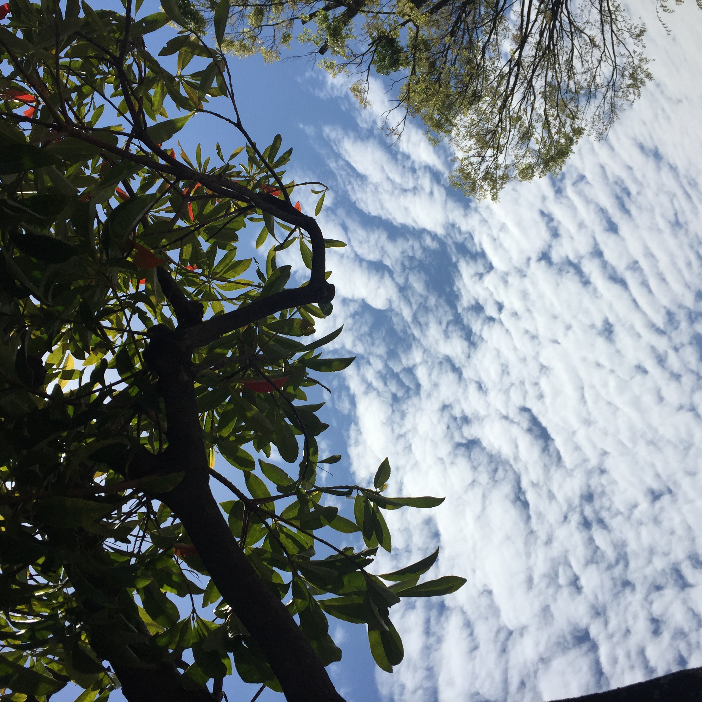 No.43030-1 地震雲